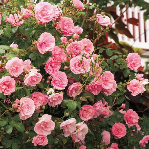 Světle růžová - Stromková růže s drobnými květy - stromková růže s převislou korunou